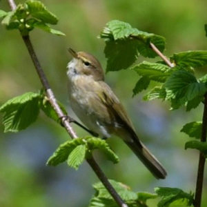 vero2dm.com - photographe animalier - oiseaux - biodiversité