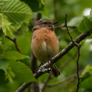 vero2dm.com - photographe animalier - oiseaux - biodiversité