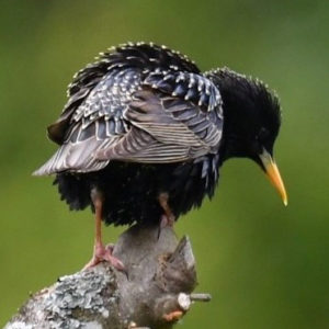 Etourneau - vero2dm.com - photographe animalier - oiseaux - biodiversité