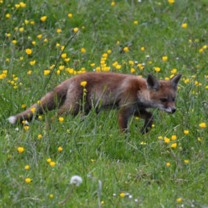 vero2dm.com - photographe animalier - oiseaux - biodiversité