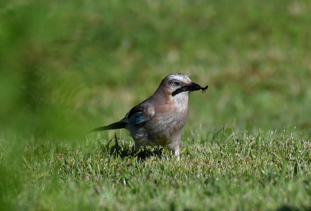 Geai des chênes - vero2dm.com - photographe animalier - oiseaux - biodiversité