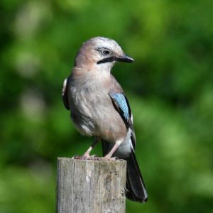 vero2dm.com - photographe animalier - oiseaux - biodiversité