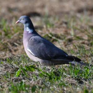 Pigeon ramier vero2dm.com - photographe animalier - oiseaux - biodiversité