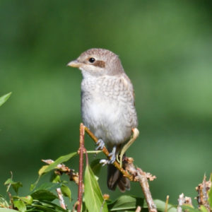 Pie grièche écorcheur - vero2dm.com - photographe animalier - oiseaux - biodiversité