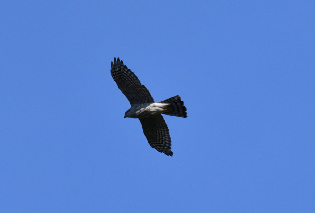 vero2dm.com - photographe animalier - oiseaux - biodiversité