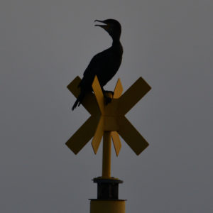 Grand cormoran - vero2dm.com - photographe animalier - oiseaux - biodiversité