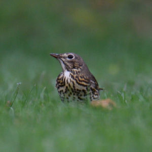 vero2dm.com - photographe animalier - oiseaux - biodiversité