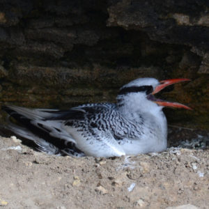 vero2dm.com - photographe animalier - oiseaux - biodiversité