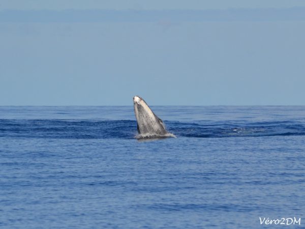 Baleine - vero2dm.com - photographe animalier - oiseaux - biodiversité