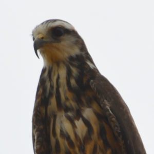 Buse urubu - vero2dm.com - photographe animalier - oiseaux - biodiversité