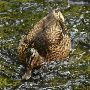 Canard col-vert - vero2dm.com - photographe animalier - oiseaux - biodiversité