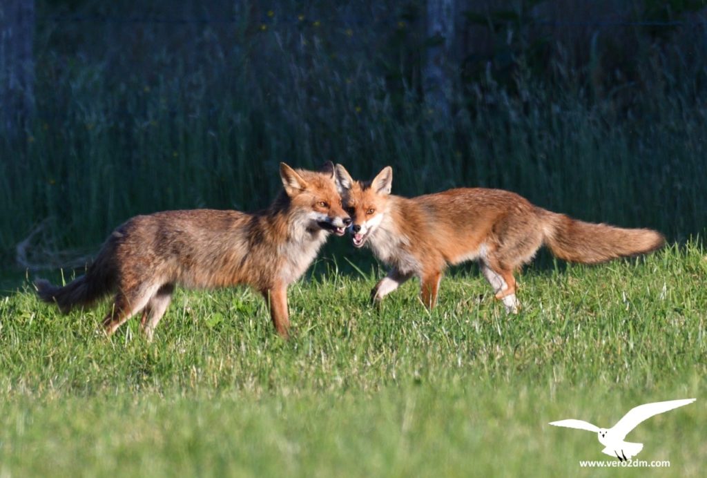Renard - vero2dm.com - photographe animalier - oiseaux - biodiversité