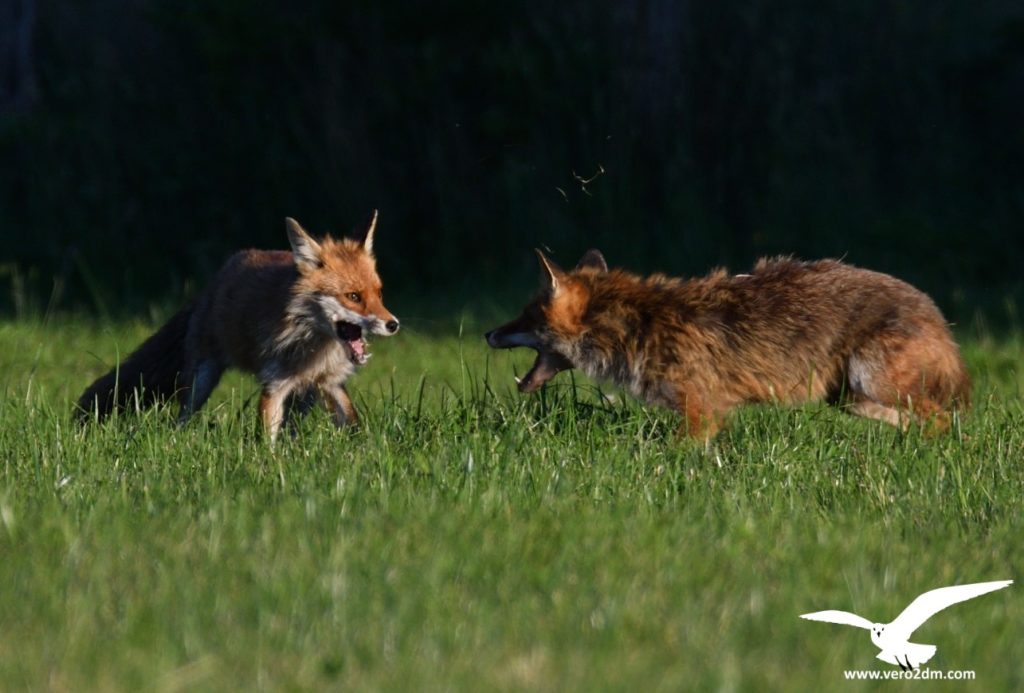 Renard - vero2dm.com - photographe animalier - oiseaux - biodiversité