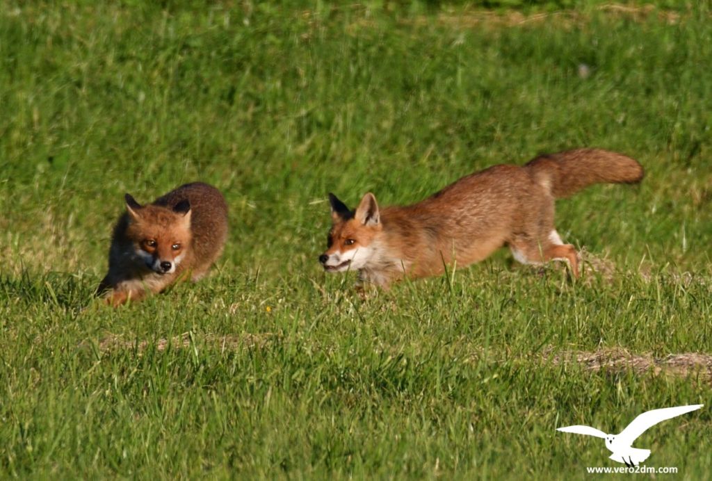 Renard - vero2dm.com - photographe animalier - oiseaux - biodiversité