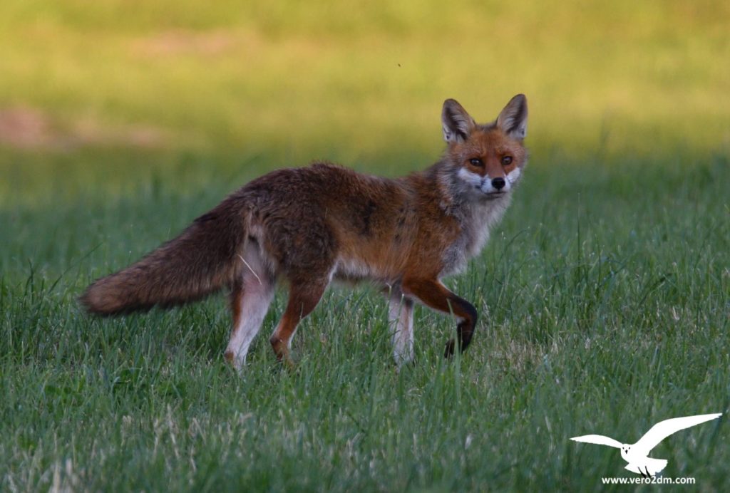 Renard - vero2dm.com - photographe animalier - oiseaux - biodiversité