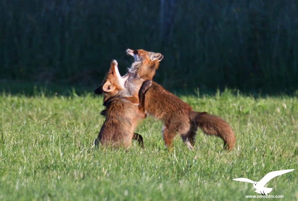 Renard - vero2dm.com - photographe animalier - oiseaux - biodiversité