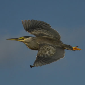 Héron strié - vero2dm.com - photographe animalier - oiseaux - biodiversité