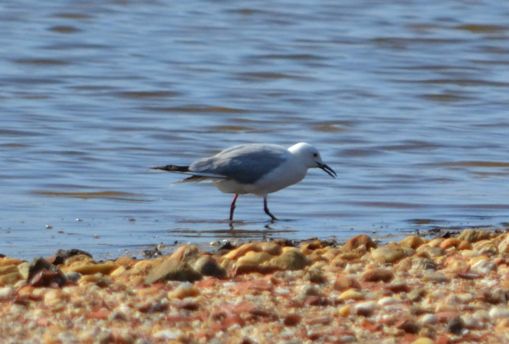 vero2dm.com - photographe animalier - oiseaux - biodiversité