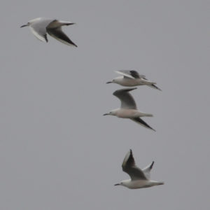 Goéland railleur - vero2dm.com - photographe animalier - oiseaux - biodiversité