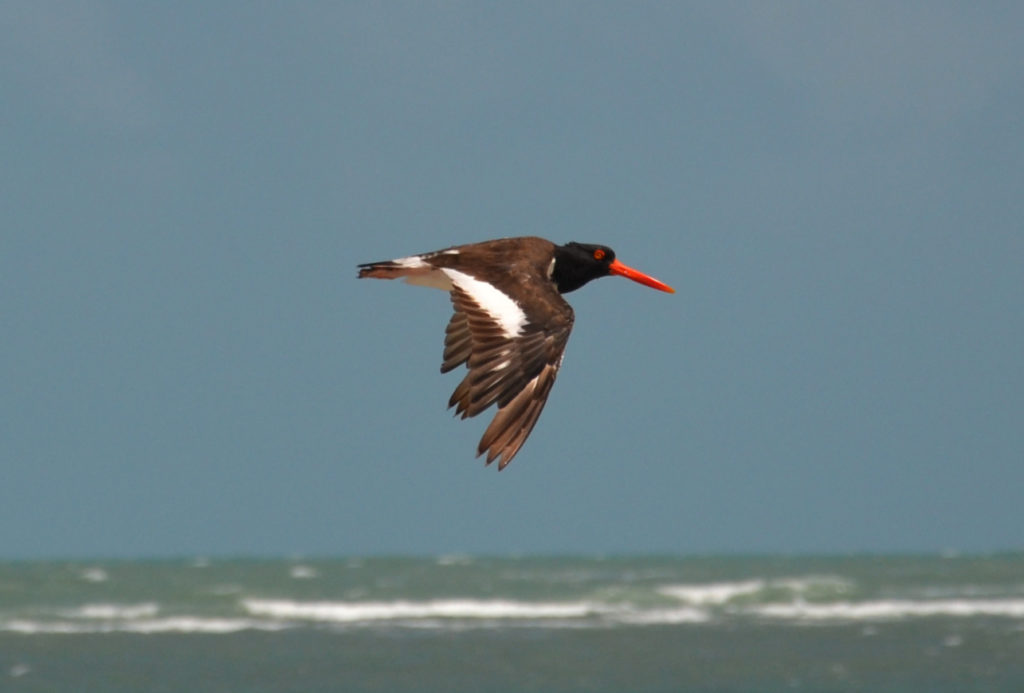 Huitrier pie - vero2dm.com - photographe animalier - oiseaux - biodiversité