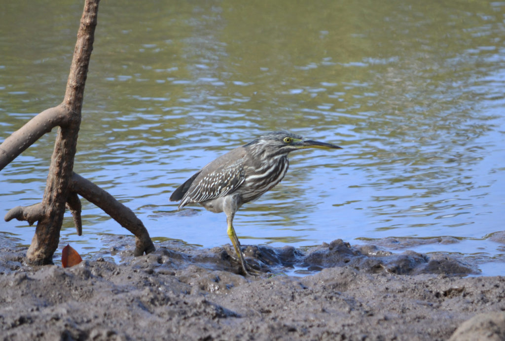 Héron strié - vero2dm.com - photographe animalier - oiseaux - biodiversité