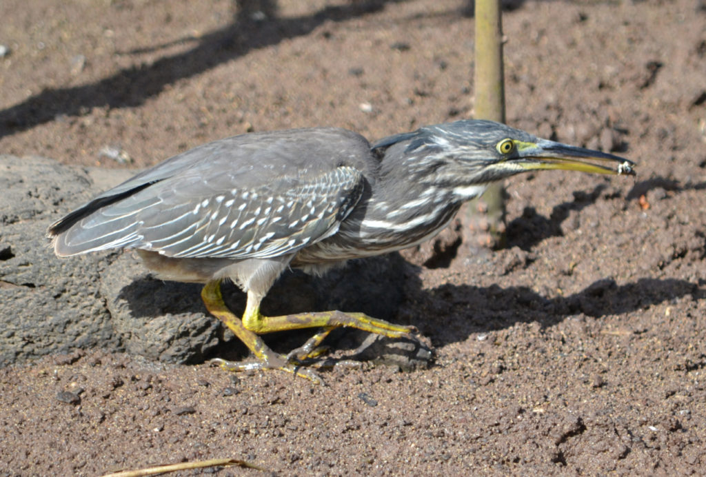 Héron strié - vero2dm.com - photographe animalier - oiseaux - biodiversité