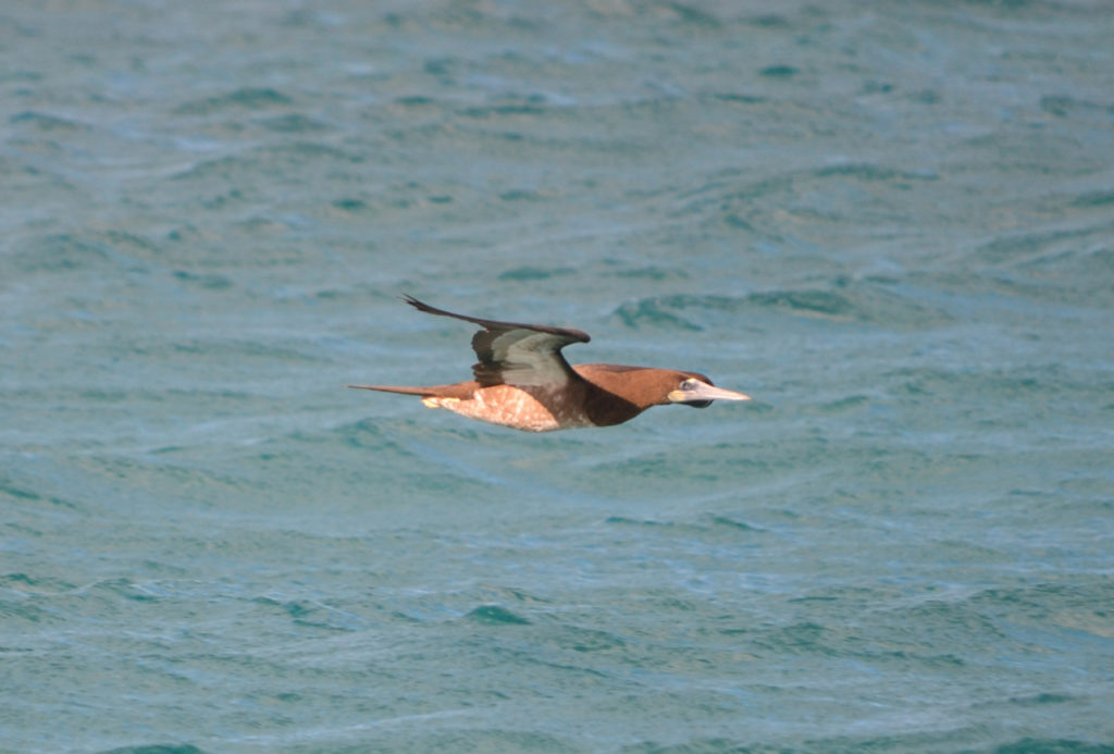 Fou brun - vero2dm.com - photographe animalier - oiseaux - biodiversité