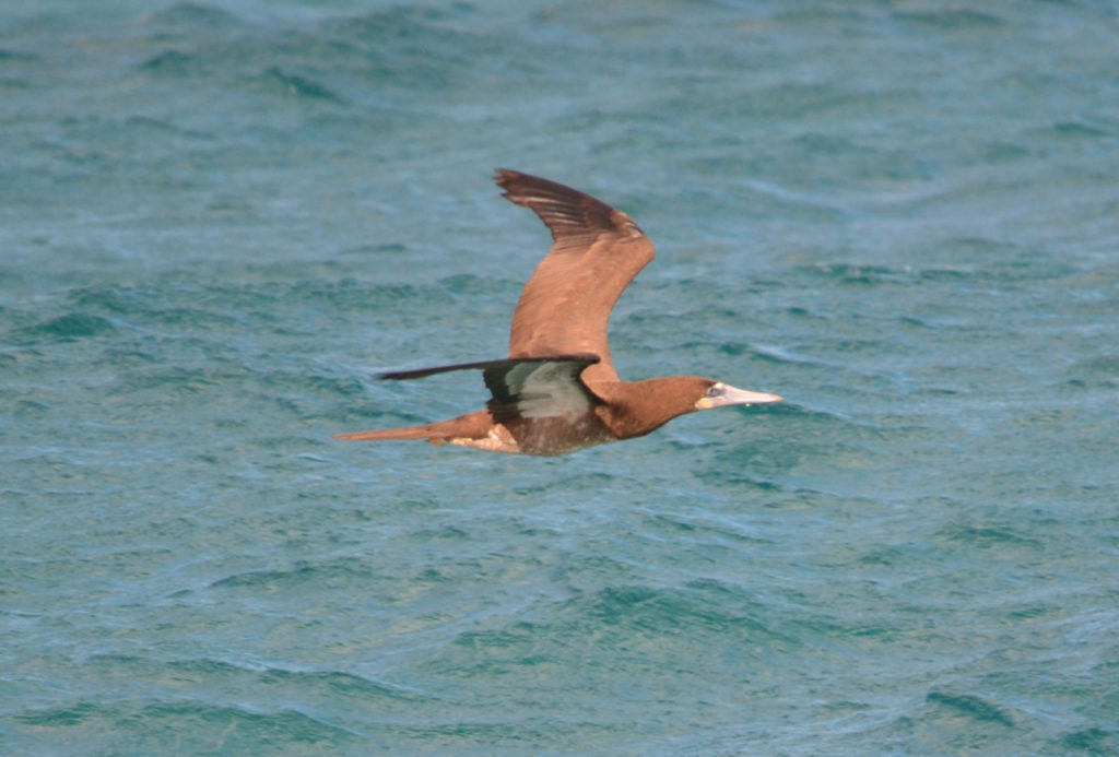 Fou brun - vero2dm.com - photographe animalier - oiseaux - biodiversité