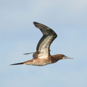 Fou brun - vero2dm.com - photographe animalier - oiseaux - biodiversité