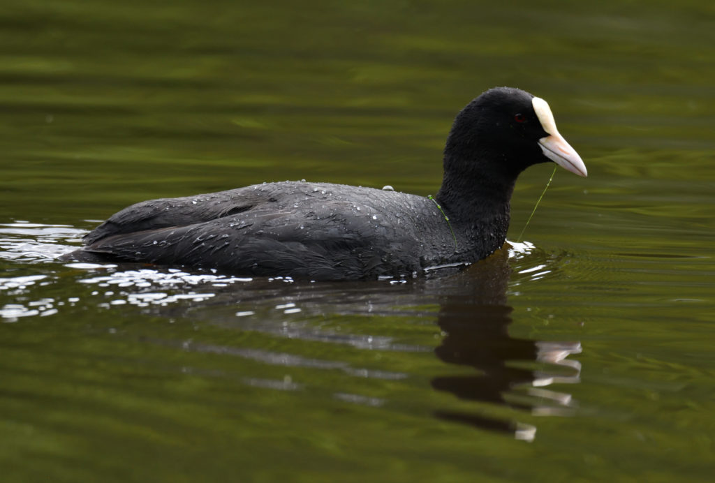 Foulque macroule - vero2dm.com - photographe animalier - oiseaux - biodiversité