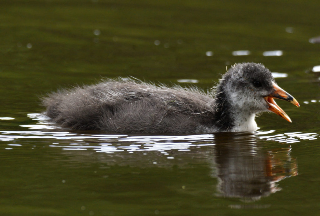 Foulque macroule - vero2dm.com - photographe animalier - oiseaux - biodiversité