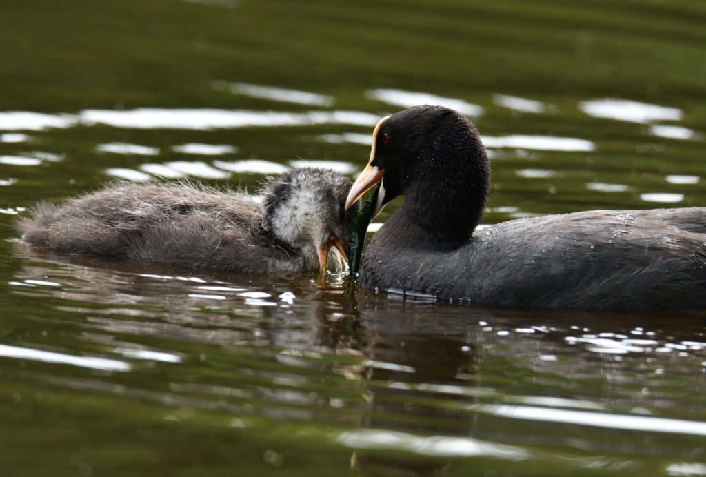 Foulque macroule - vero2dm.com - photographe animalier - oiseaux - biodiversité