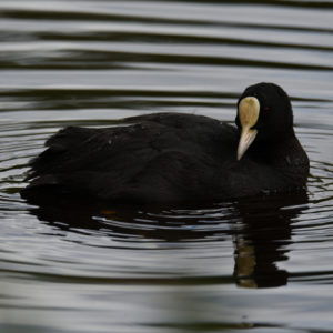 Foulque macroule - vero2dm.com - photographe animalier - oiseaux - biodiversité