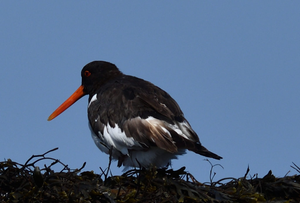 Huitrier pie - vero2dm.com - photographe animalier - oiseaux - biodiversité