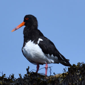 Huitrier pie - vero2dm.com - photographe animalier - oiseaux - biodiversité