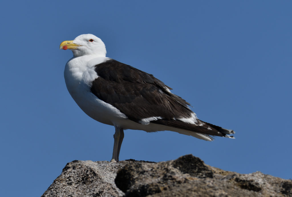 Goéland leucophée - vero2dm.com - photographe animalier - oiseaux - biodiversité