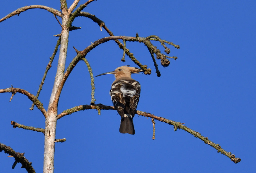 Huppe fasciée - vero2dm.com - photographe animalier - oiseaux - biodiversité