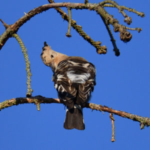 Huppe fasciée - vero2dm.com - photographe animalier - oiseaux - biodiversité