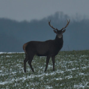 Cerf - vero2dm.com - photographe animalier - oiseaux - biodiversité