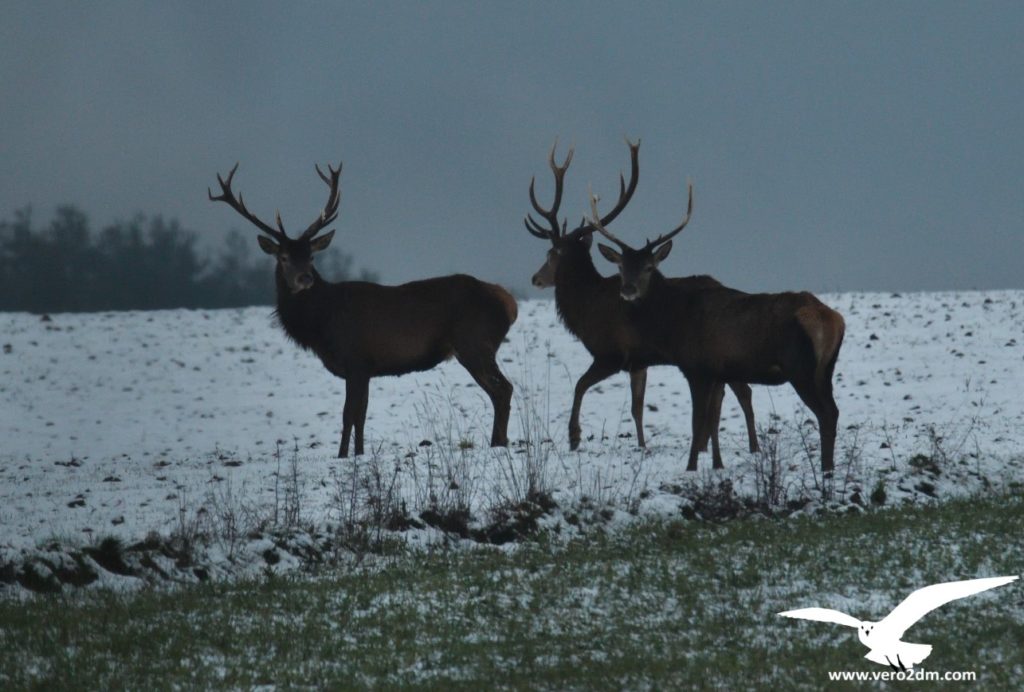 Cerfs - vero2dm.com - photographe animalier - oiseaux - biodiversité