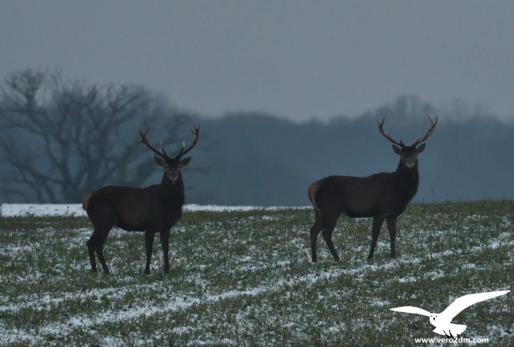 Cerfs - vero2dm.com - photographe animalier - oiseaux - biodiversité