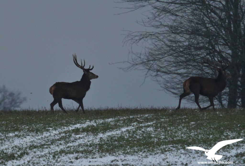 Cerfs - vero2dm.com - photographe animalier - oiseaux - biodiversité