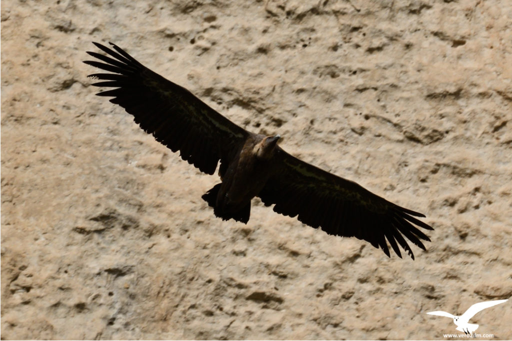 Vautour fauve - vero2dm.com - photographe animalier - oiseaux - biodiversité