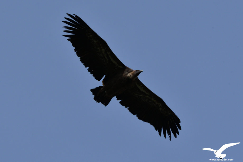 Vautour fauve - vero2dm.com - photographe animalier - oiseaux - biodiversité