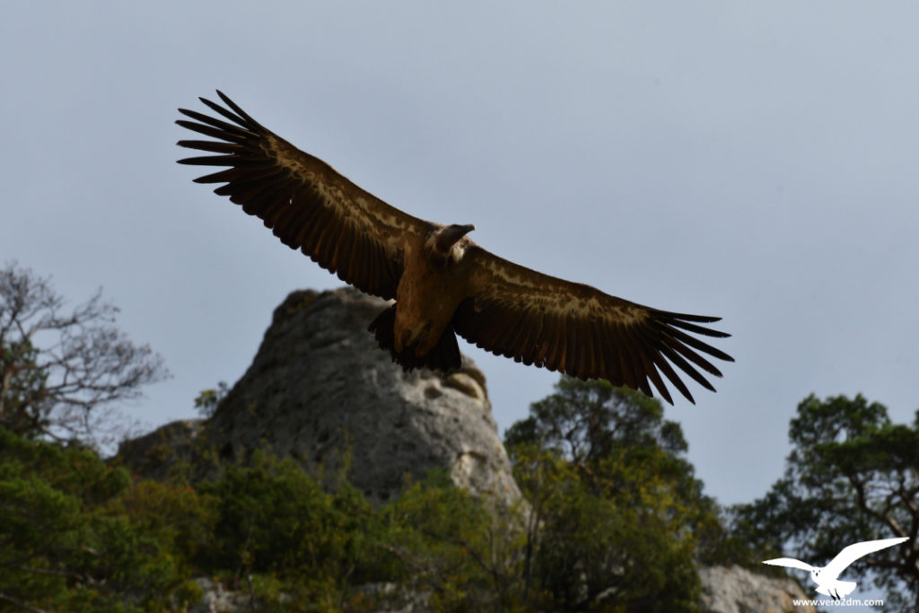 Vautour fauve - vero2dm.com - photographe animalier - oiseaux - biodiversité