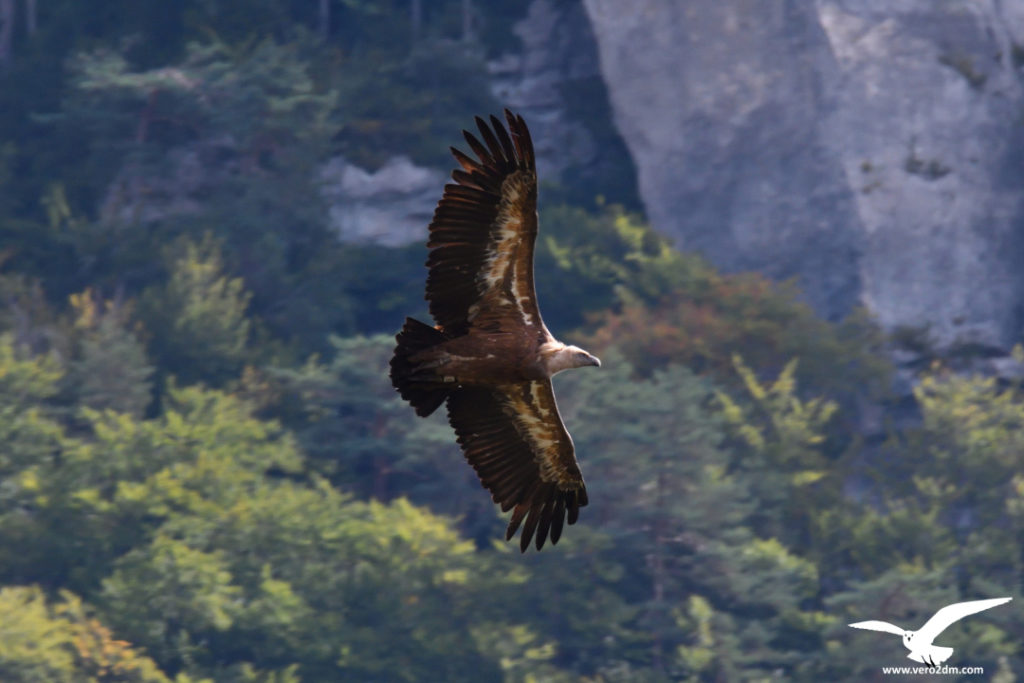 Vautour fauve - vero2dm.com - photographe animalier - oiseaux - biodiversité