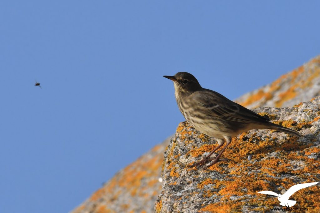 Pipit maritime - vero2dm.com - photographe animalier - oiseaux - biodiversité