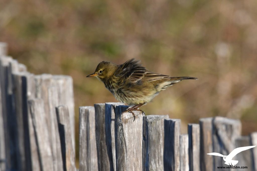 Pipit maritime - vero2dm.com - photographe animalier - oiseaux - biodiversité