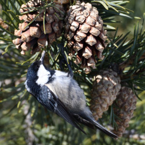 Mésange noire - vero2dm.com - photographe animalier - oiseaux - biodiversité