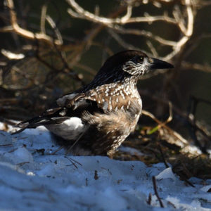 Cassenoix moucheté - vero2dm.com - photographe animalier - oiseaux - biodiversité